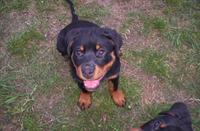 Maddy - PipAsh Pup