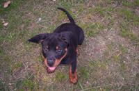Abby - PipAsh Pup